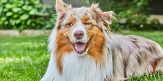 a brown and white dog laying in the grass