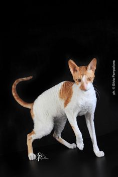 an orange and white cat on a black background