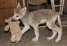 a puppy playing with a teddy bear on the floor