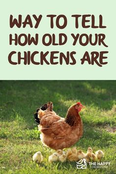 a chicken and her chicks in the grass with text that reads, how to tell how old your chickens are