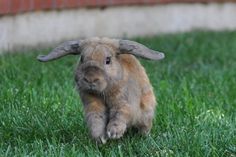 a small brown rabbit sitting in the grass