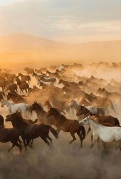 a large herd of horses running across a field in the sundown with dust blowing around them