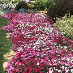 pink and white flowers line the side of a garden path