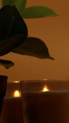 a plant in a vase next to two glasses filled with liquid and lit by candles