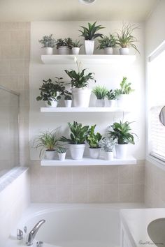 many potted plants are sitting on the shelves