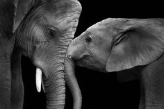 two elephants touching each other's trunks with their tusks in black and white