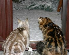 two cats looking at each other in front of a mirror with snow on the ground