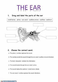 the ear worksheet for students to practice their language and writing skills with pictures