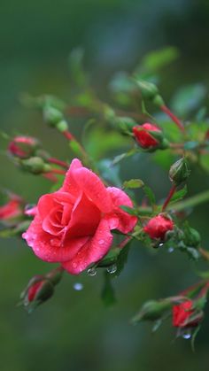 a red rose with water droplets on it's petals and green leaves in the background