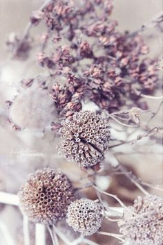 some very pretty looking flowers in the middle of it's stems and leaves with snow flakes on them