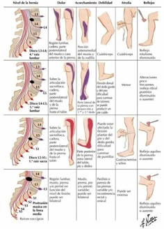 Body Massage Techniques, Basic Anatomy And Physiology, Human Body Anatomy, Spine Health, Nerve Pain Relief, Human Anatomy And Physiology, Sciatic Nerve Pain, Medical Anatomy