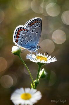 a blue butterfly sitting on top of a white flower