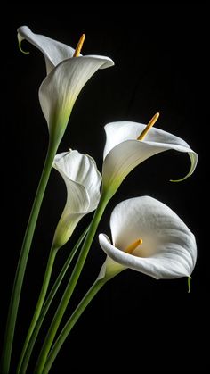 three white flowers with green stems on a black background