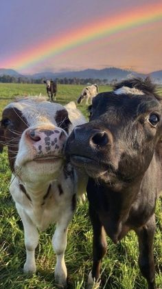 two cows standing next to each other on a field with a rainbow in the background