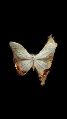 a white butterfly with orange spots on its wings