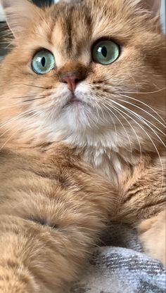 a close up of a cat laying on a blanket