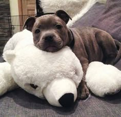 a brown and white dog laying on top of a stuffed animal