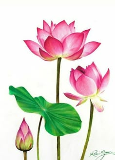 three pink lotus flowers with green leaves