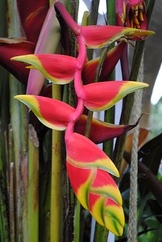 red and yellow flowers with green stems in the background