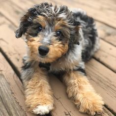 a small brown and black dog laying on top of a wooden floor