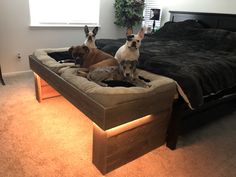 three dogs sitting on top of a bed in the middle of a room with carpeted flooring