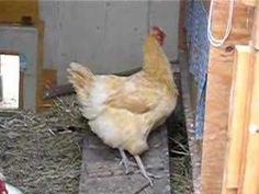 a chicken standing on top of a pile of hay