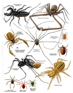 various types of bugs and spideres on a white background, with caption below