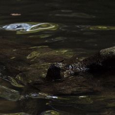 a bird sitting on top of a rock in the water