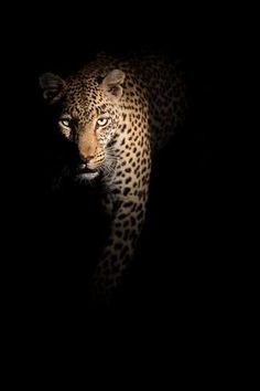 a leopard in the dark with its head turned towards the camera