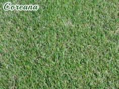 green grass is shown with the words correana written in white letters on it