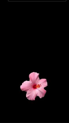 a pink flower in the middle of a black background