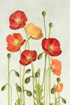 red and yellow flowers with green stems against a white background, in an oil painting