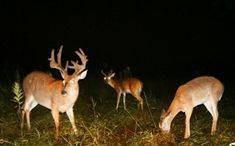 three deer standing in the grass at night with their heads turned to the side and one looking down