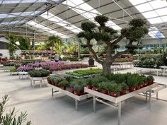 many potted plants are in the middle of a large room filled with glass roofing