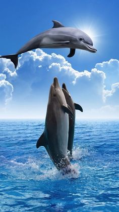 two dolphins are jumping out of the water