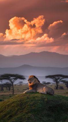 a lion sitting on top of a grass covered hill under a cloudy sky with mountains in the background