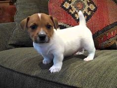 a small white and brown dog standing on top of a couch