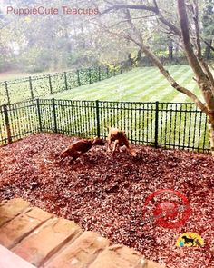 two dogs are playing in the mulch near a tree and fenced area with red leaves