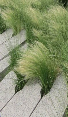 some very pretty grass growing on the side of a road