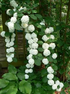 white flowers are growing on the side of a wooden bench in front of some trees