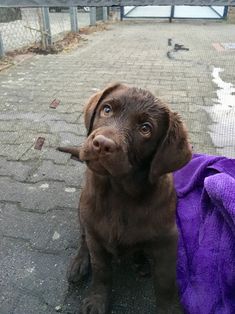 a brown dog sitting next to a purple towel