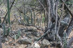 many cactus plants are growing in the woods near rocks and trees with no leaves on them