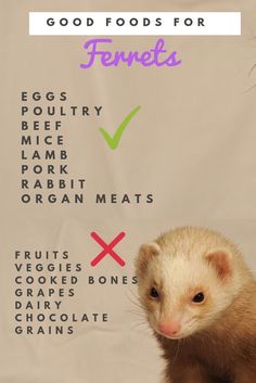 a ferret's diet for ferrets is shown with the words good foods for ferrets on it