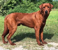 a large brown dog standing on top of a grass covered field with trees in the background