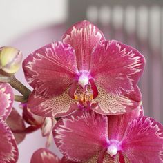 pink orchids with white tips and yellow stamen