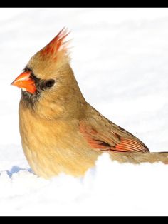 a red bird sitting in the snow with its beak open and it's eyes closed