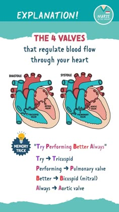 the 4 valves that regulate blood flow through your heart are labeled in red and blue