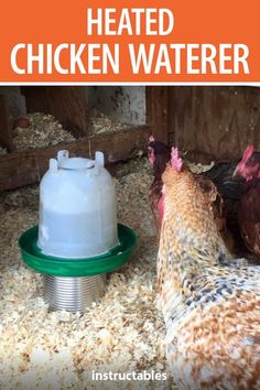 two chickens standing next to each other near a water container with the words heated chicken water on it