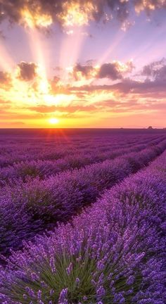 the sun is setting over a lavender field