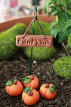 small pumpkins sitting in the dirt with a sign hanging from it's side